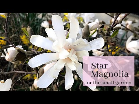 Star Magnolia / Magnolia stellata, for small or big gardens