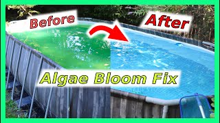 Pool Algae Bloom Fix!
