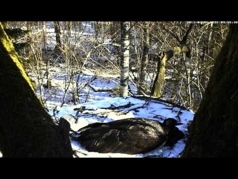 vlc record 2012 04 05 08h52m34s mms   tv eenet ee kurg