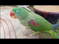 Amazing Talking Parrot Bolne Wale Toty Alexander Parrot Viral Parrot Video