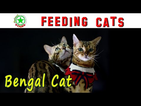 Feeding bengal cat How to feed bengal cat?
