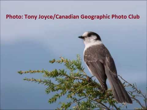 Gray Jays At Our Feeder aka Whiskey Jacks