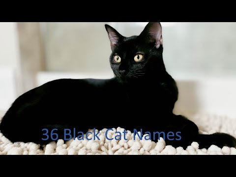 36 ADORABLE Black Cat Names 2021 | 18 MALE and 18 FEMALE Black Cat Names🐱‍👤