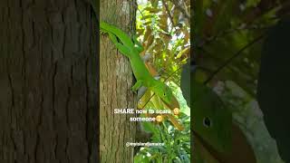 I'm NOT running from you sir!!! #greenlizard