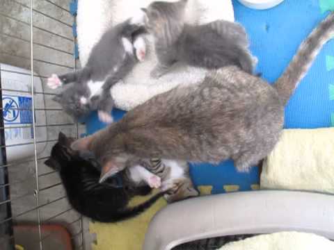 Charlene and kittens 528-13 005