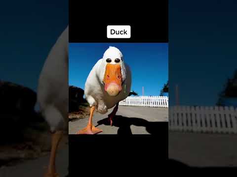 If Animals Eyes Were In The Front 👀 #shorts