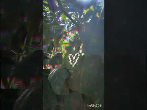 guess the plant ☘️🌵 name.#yt shorts 🩳😁. #Asthetic-guy.......Village vibe ...