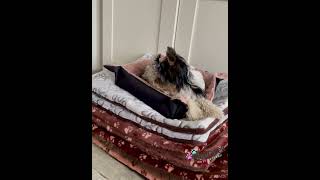 Malý pelíšek pro psa růžový