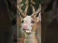 Albino vs. Piebald deer #deer #deerhunting #biology
