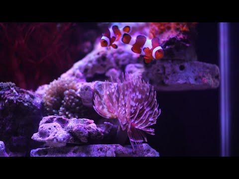 Nano Reef Tank Setup | Episode 2 Adding corals and fish