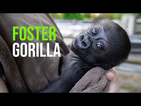 Louisville Zoo Welcomes Infant Gorilla for Fostering