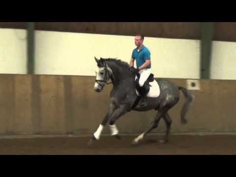 Cardino x Linaro, geb. 2011