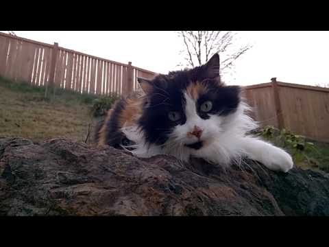 Keziah being a goofball cat