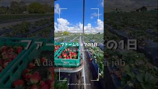 いちごファームでの1日🍓　#australia  #workingholiday #farmjobs #88days #ワーホリオーストラリア