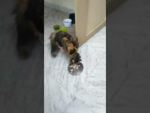 Cute cat videos|Funny cat| My cat Roshan and Liba ❤#shorts #viral #cutecat #funnycat #trending
