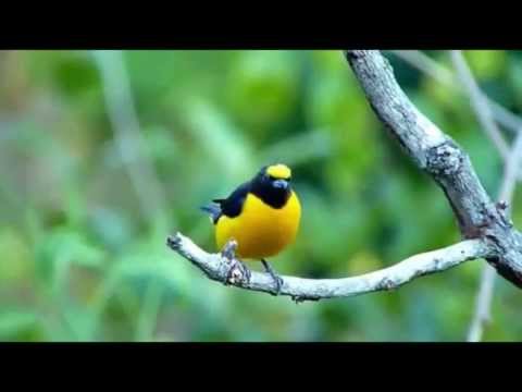 Vim Vim video