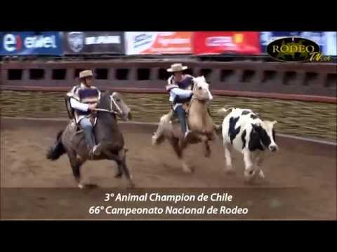 Valdebenito and Corvalán [Peleco Breeding Farm] - 66th National Rodeo Championship Rancagua 2014