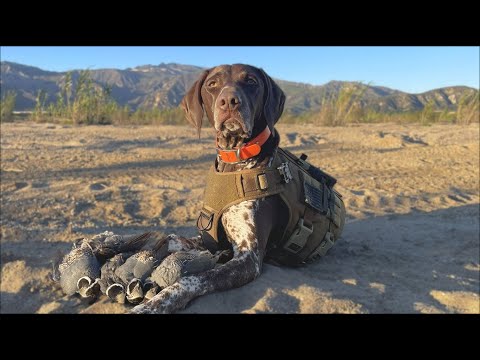 California QUAIL hunting with a German Shorthair Pointer