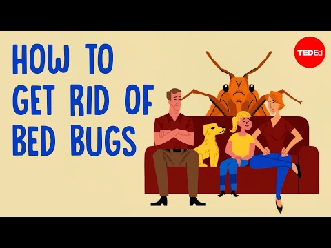Why is it so hard to get rid of bed bugs? - Gale E. Ridge