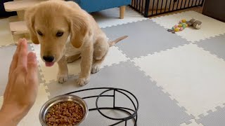 Bisuke knew the deliciousness of beef 【Golden Retriever puppy】