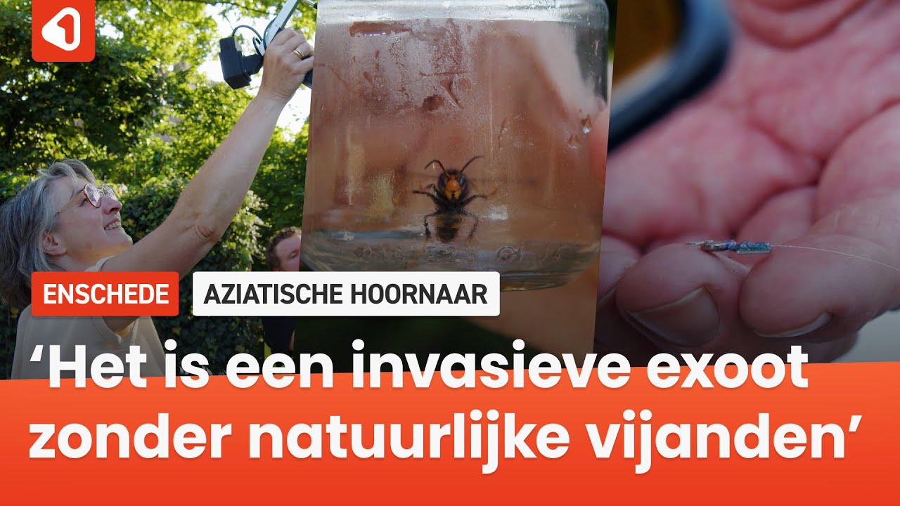 De jacht op de Aziatische hoornaar: zo werd een nest in Enschede opgespoord en vernietigd