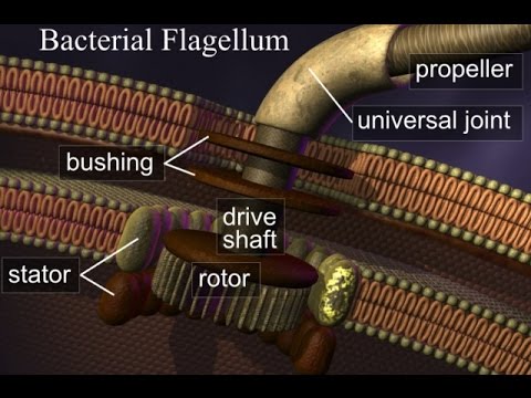 Watch Behe Amp Meyer Destroy Challenge To Flagellum Motor