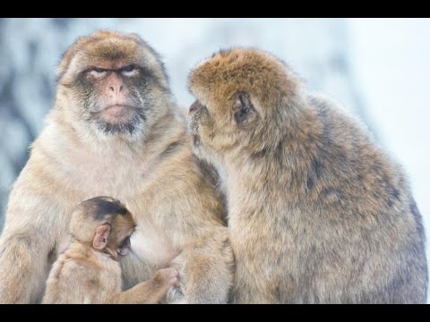 Gibraltar – wildlife and heritage Video