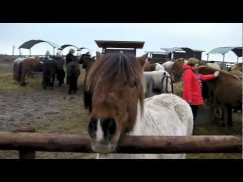 Möhren-Fütterung an Heiligabend - www.kronshof.de