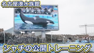 【名古屋港水族館】シャチの公開トレーニング