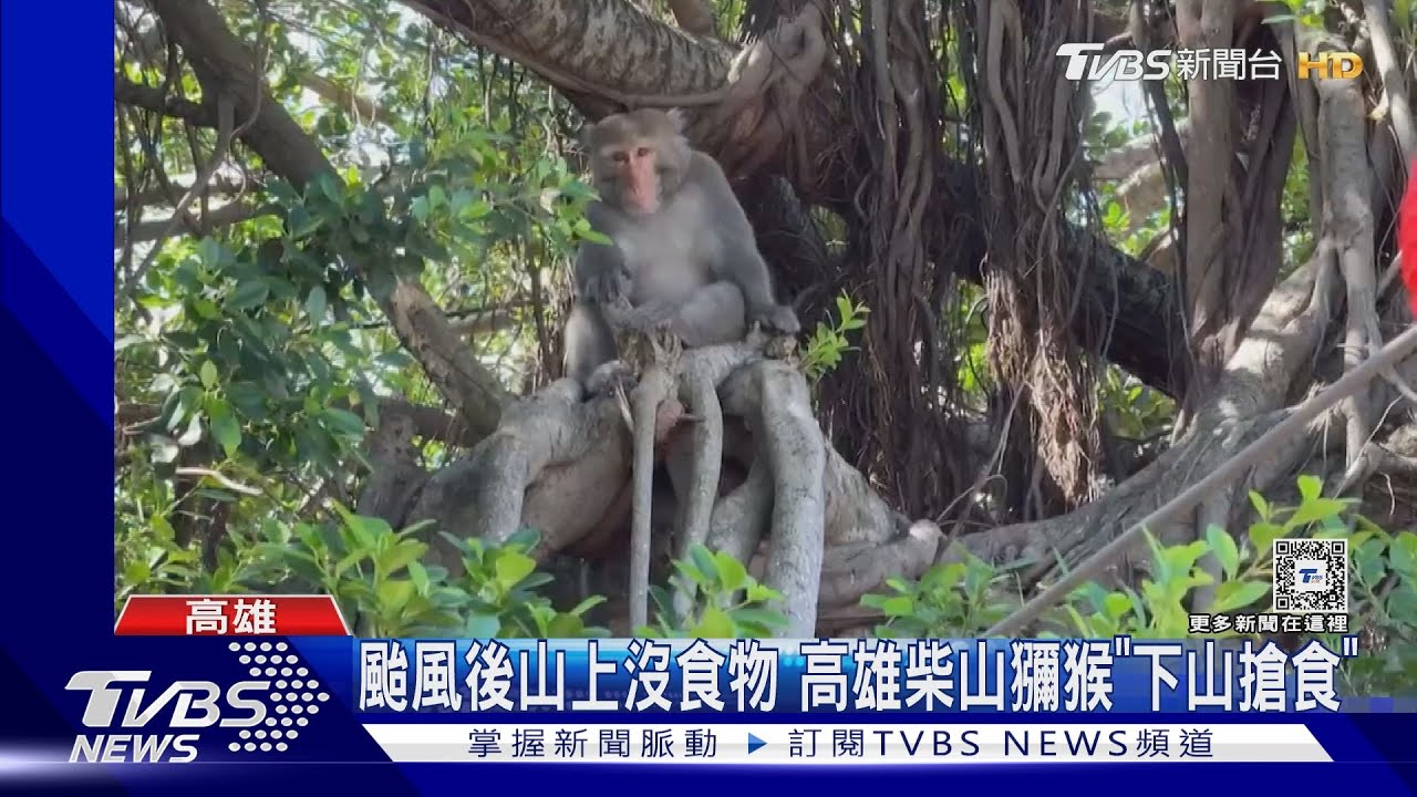 颱風後山上沒食物？高雄柴山獼猴成群「下山搶食」