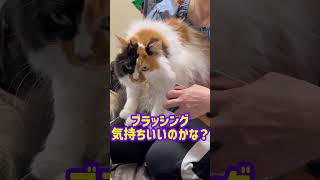 毛玉が出来てブラッシングさせてくれる猫さま　#ブラッシング #毛玉 #cat