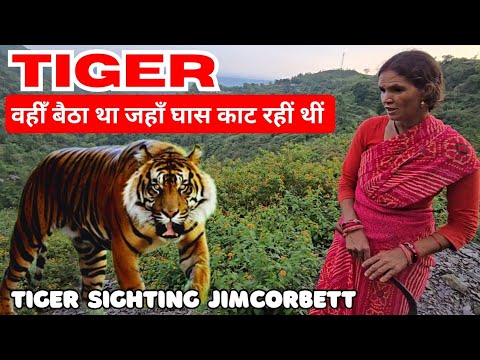 Tiger sighting from my New forest cottage "New Airavat " in Jim Corbett #wildlifewithsaket #tiger 