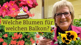 Welche Blumen für welchen Balkon? Welche Sorten sind für den Südbalkon / Nordbalkon geeignet?