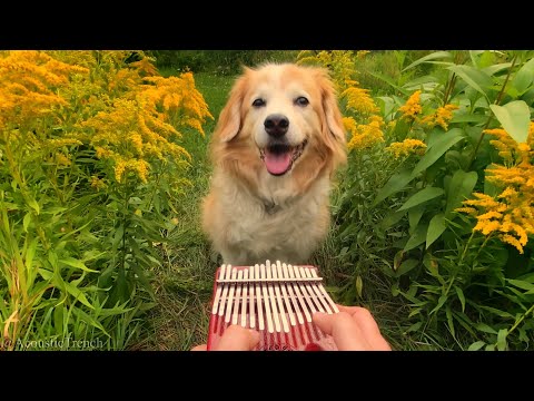Please Enjoy This  Performance Of 'Here Comes The Sun' Played On A Kalimba In A Field Of Flowers With A Happy Dog
