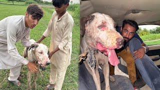 Fighter Bully Dog 🐕 La Aya 😱