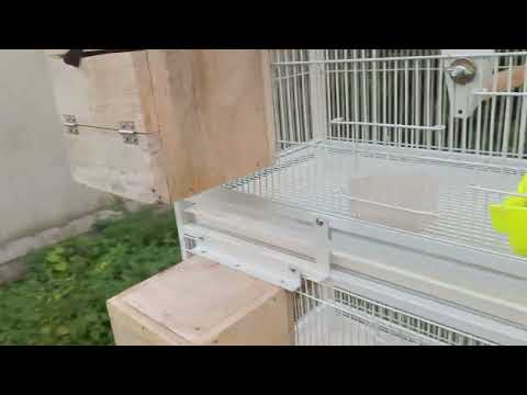 African love birds farm setup cage