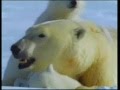 Polar Bears & Their World Of Ice 