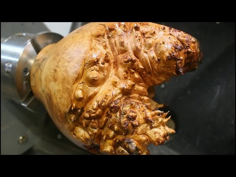 Hidden Beneath the Bark - I Wasn't Expecting That !!