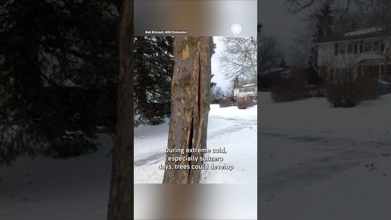 Will Trees Explode in Cold This Weekend?