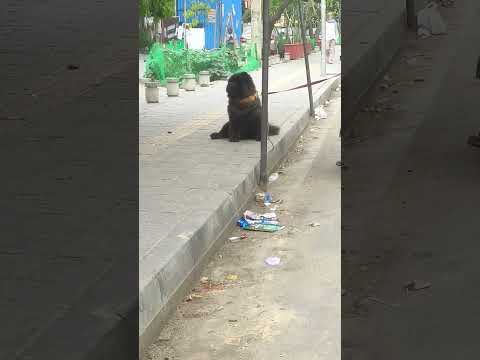 German dog #ytshorts #shorts #dog #animal