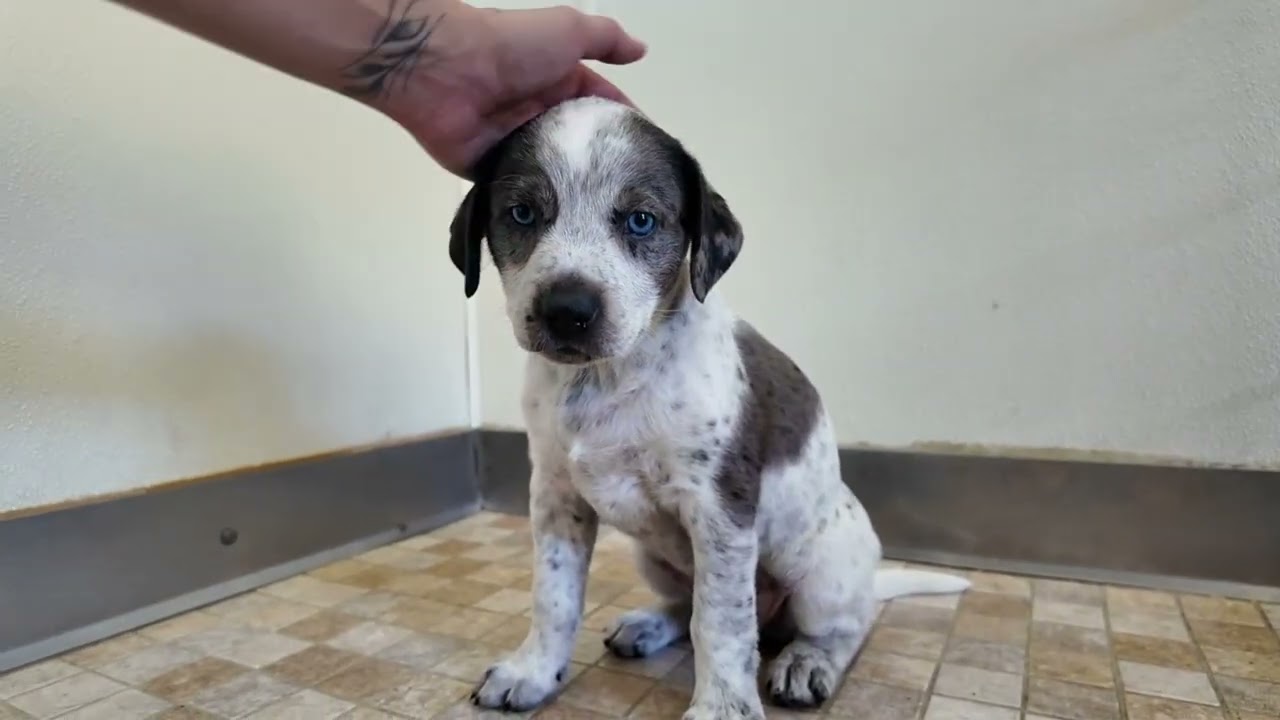 Enlarge Tenderheart, a Adopted mixed breed in Monroe, WA video 6/6