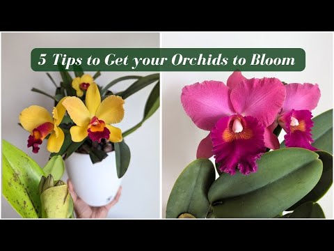 Top 5 Mistakes Orchid Growers Make (& Solutions for Beautiful Blooms)  🌸