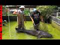 Emptying The Freshwater SHARK Display Pond