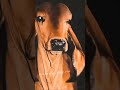 Gir Cow ગીર ગાય NANPAN NO NEDLO નાનપણ નો નેડલો Shorts Gir Viral 