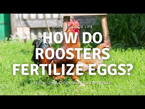 How do roosters fertilize eggs?