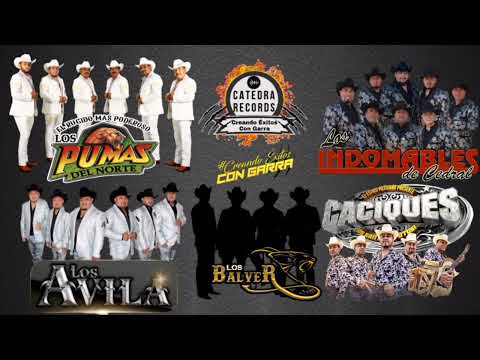 Los pumas del Norte,Los Ávila, Indomables de cedral,caciques,los Balver