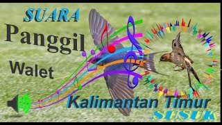 Download lagu Suara panggil walet kalimantan timur susuk mp3 Download lagu Suara panggil walet kalimantan timur susuk mp3