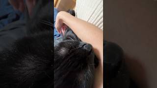 【黒猫】すっぽりフィット #ねこ