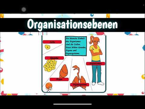 Organisationsebenen Lebewesen