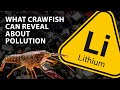 Newswise: Crawfish could transfer ionic lithium from their environment into food chain
